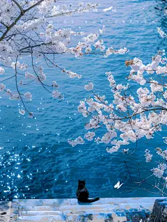 看海猫咪|蓝色的梦里，海风是温柔的明信片 #蝴蝶壁纸 #蝴蝶 #猫 #猫咪 #黑猫 #壁纸 #猫壁纸 #猫咪壁纸 #ins壁纸 #樱花 #樱花壁纸 #蓝色系 #蓝色 #infp #infp小蝴蝶 #infp会懂 #蓝色大海 #大海 #蓝色治愈系 #治愈系小猫咪 #治愈系壁纸 #治愈 #ai绘画 #ai #大海壁纸 #大海的温柔 - 小红书