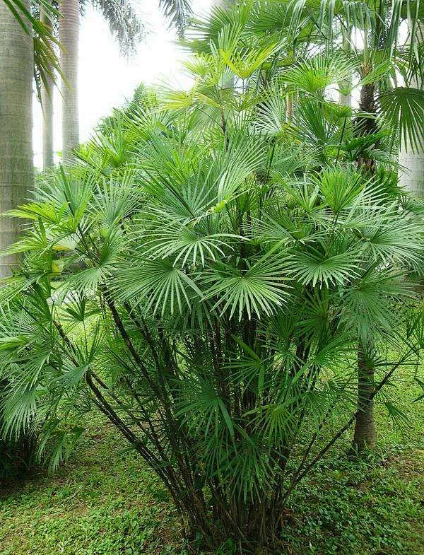 矮棕竹