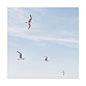 Squares: Mobile photography on Behance