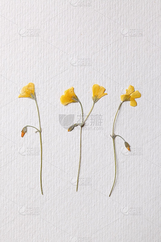 黄色的花排成一排