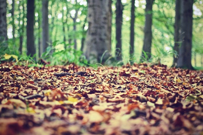 Autumn, Fall, Foliag...