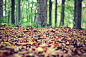 Autumn, Fall, Foliage, Forest, Ground, Leaves
