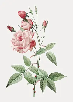 Vintage pink rose drawing Free Vector