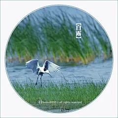 白露暧秋色，月明清漏中。
痕沾珠箔重，点落玉盘空。
竹动时惊鸟，莎寒暗滴虫。
满园生永夜，渐欲与霜同。