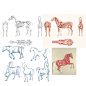 horse_anatomy_studies_by_akirk