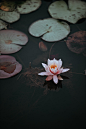 A pink water lily next to lily pads on the dark surface of a pond