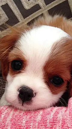 骑士查理王小猎犬手机壁纸_唯美图片