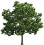 https://purepng.com/public/uploads/large/purepng.com-treenaturetreegreensummer-8315240022162idmu.png