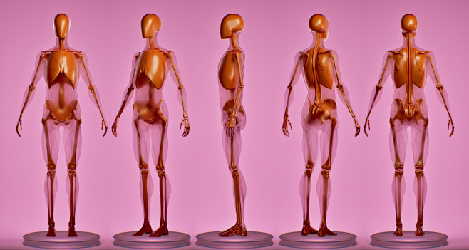 Anatomy with stages ...