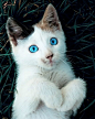 Beautiful blue eyes :): 网盘资源搜索soupanjun.com #喵星人# #萌#