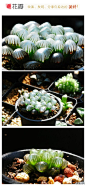 #花瓣花语录#这是人气很旺的小型多肉植物品种之一玉露(Haworthia obtusa var.pilifera)百合科十二卷属植物中的“软叶系”品种。有没有腹黑想拿牙签戳它们的冲动！