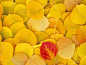 autumn leaf yellow wallpaper (#331989) / Wallbase.cc