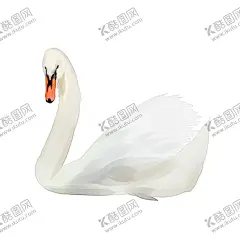 手绘天鹅 【酷图网】天鹅,天鹅插画,手绘天鹅,手绘插画,卡通手绘天鹅,手绘卡通天鹅,插画,装饰画,圆形画,婚恋,爱情,北欧,小清新,唯美