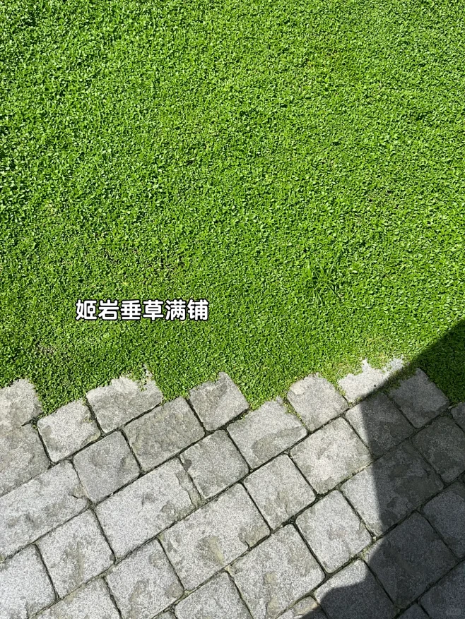 姬岩垂草-花瓣网