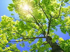 四季暖阳高清风景桌面壁纸桌面壁纸2