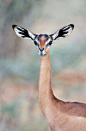 长颈羚，英文称：Gerenuk，仅产在非洲的索马里和肯尼亚，或许也是地球上进食最优雅的动物了吧！长颈羚不仅体型细长优美，表情也是非常符合自拍时代的审美标准的。