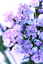 紫色月季花