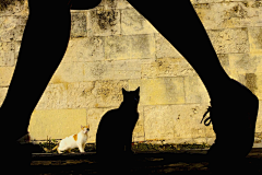 爱吃鲨鱼的花猫采集到摄影