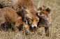 Animal, Baby Animal, Cub, Fox, Predator (animal), Wildlife wallpaper preview
