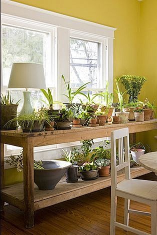 植物癖在阳光充沛的房间中陈列植物的好方法...