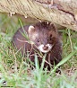 The weasel under the log by jaffa