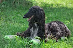 可爱的阿富汗猎犬躺在绿色的草地上。东方灵缇犬或波斯灵缇犬。宠物的动物。