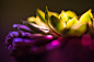 Cactus, Light, Colors, Dark, Prickly, Nature, Yellow