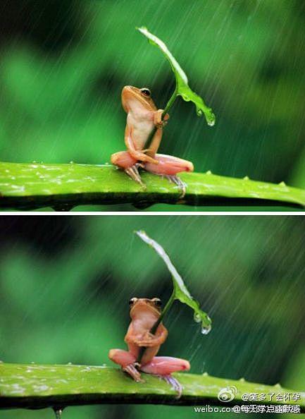 在印度尼西亚一只树蛙被拍到抱着树叶躲雨，...