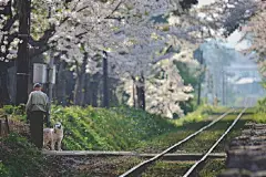 #电脑壁纸##风景壁纸##日本樱花季# 是不是看上去超治愈，安静的不想被打扰。宝宝们记得右下角已阅支持一下，谢谢~ ​​​​