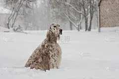 英格兰长毛猎犬,贺卡,寒冷,时装模特,水平画幅,注视镜头,捕猎行为,橙色