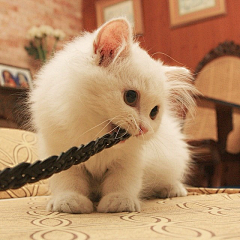 黑猫🐱(=￣ω￣=)🐱采集到动物素材(猫)