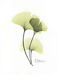 银杏Albert Koetsier (x-rayographs)  http://susanspiritusgallery.com/artist/albert-koetsier/hand-painted-x-rays/ginkgo-2/: 