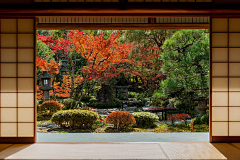 柏轩空间设计采集到A--杂木庭院