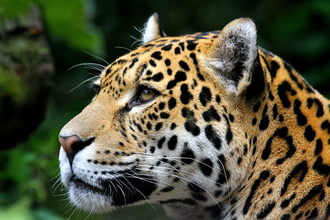 Animal, Jaguar, Pred...