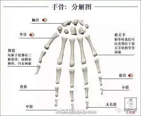 人体骨骼图 人体骨骼结构图 人体骨骼解剖...