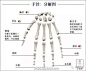 人体骨骼图 人体骨骼结构图 人体骨骼解剖图
