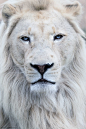 ~~White Lion by ScottD Photograohy~~
