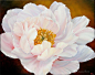 Marianne Broome 水彩画 