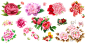 手绘牡丹花矢量图