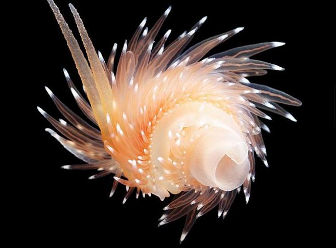 深海生物