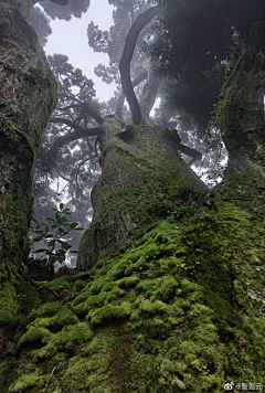 活嗻采集到场景——植物