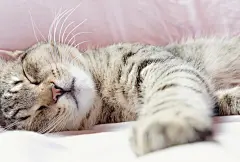点击来源直接获取大图文件 |一只漂亮的雄性家猫在床上睡觉。