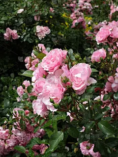 2020年女王伊丽莎白公园玫瑰花园，甜美的夏天，精致的粉色皇家博尼卡玫瑰