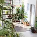 clr      Looseleaf-Plants---Plants-&amp;-Flowers-by-Wona-Bae-and-Charlie-Lawler-1