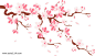 樱花树插画素材