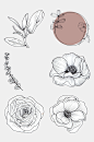 盛开的玫瑰花花卉线条插画免抠素材-众图网