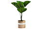 48" Ruffled Fan Palm Tree, Live