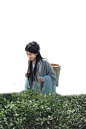 春天茶园采茶女采茶女性人物免抠PNG