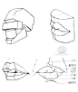 [人体结构]人体头部结构图 头部结构解剖规律图