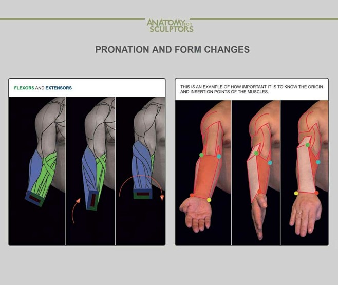 Flexors and Extensor...